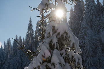 Image showing pine tree forest background covered with fresh snow