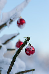 Image showing christmas balls on pine tree