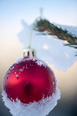 Image showing christmas balls on pine tree