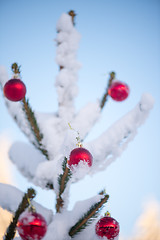 Image showing christmas balls on pine tree