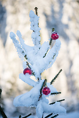 Image showing christmas balls on pine tree