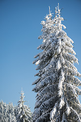 Image showing pine tree forest background covered with fresh snow