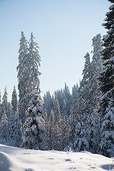 Image showing pine tree forest background covered with fresh snow