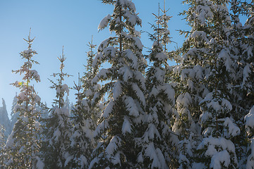 Image showing pine tree forest background covered with fresh snow