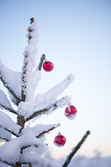 Image showing christmas balls on pine tree