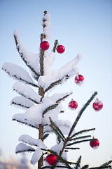 Image showing christmas balls on pine tree