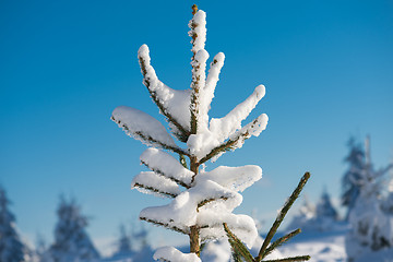 Image showing pine tree forest background covered with fresh snow