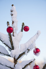 Image showing christmas balls on pine tree