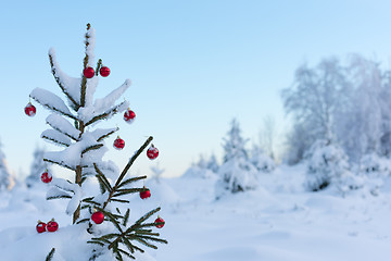 Image showing christmas balls on pine tree