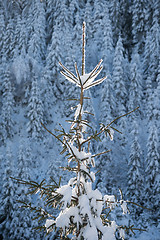 Image showing pine tree forest background covered with fresh snow