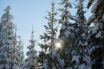 Image showing pine tree forest background covered with fresh snow