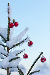 Image showing christmas balls on pine tree