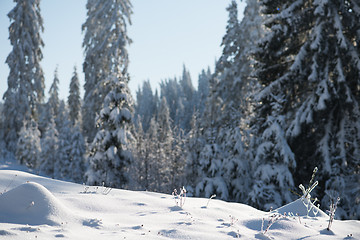 Image showing pine tree forest background covered with fresh snow