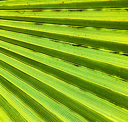 Image showing abstract green leaf in the light and shadow morocco africa