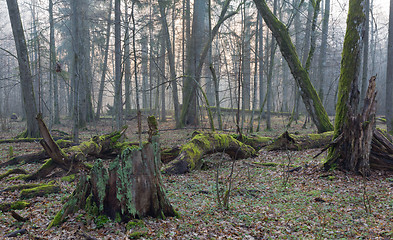 Image showing Old trees in natural stand of Bialowieza Forest