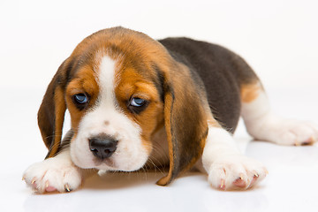 Image showing Beagle puppy on white background