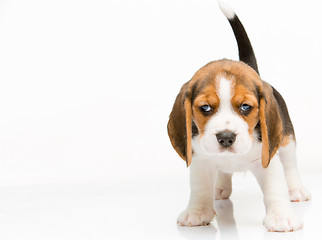 Image showing Beagle puppy on white background