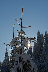 Image showing pine tree forest background covered with fresh snow