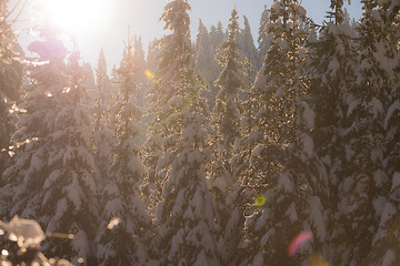 Image showing pine tree forest background covered with fresh snow