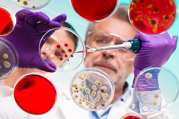 Image showing Senior life science researcher grafting bacteria.