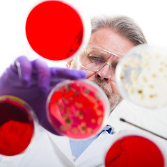 Image showing Senior life science researcher grafting bacteria.