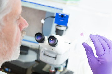 Image showing Senior scientist  microscoping in lab.