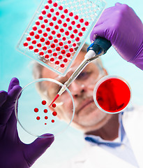 Image showing Senior life science researcher grafting bacteria.