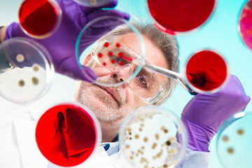 Image showing Senior life science researcher grafting bacteria.