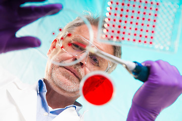 Image showing Senior life science researcher grafting bacteria.