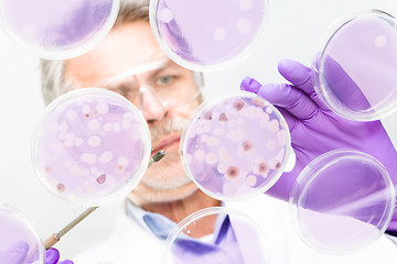 Image showing Senior life science researcher grafting bacteria.