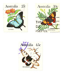 Image showing Butterflies