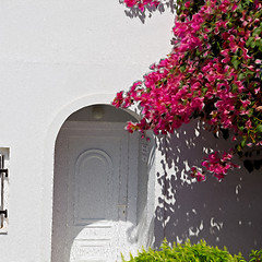 Image showing  flowers  in architecture    europe cyclades santorini old town 