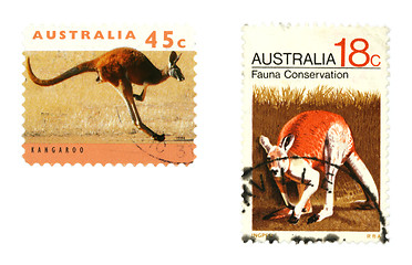 Image showing Kangaroos