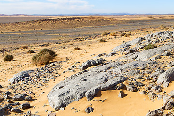 Image showing  old fossil in bush   morocco sahara  