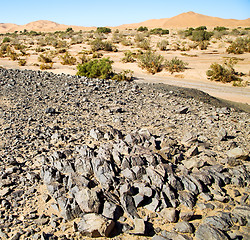 Image showing  old fossil in  the desert of morocco sahara and rock  stone sky