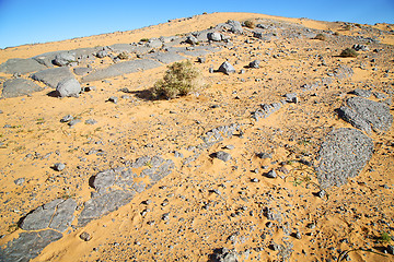Image showing  bush  old fossil in  the desert 
