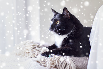 Image showing black and white cat lying on plaid at home