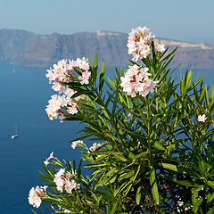 Image showing  flowers  in architecture    europe cyclades santorini old town 