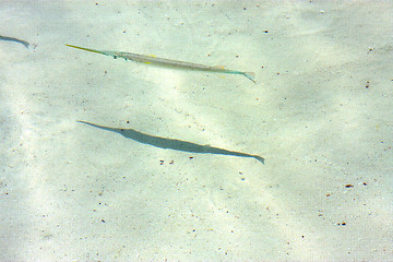 Image showing   fish   isla contoy         in    the sea drop sunny day  wave