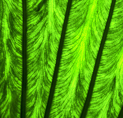 Image showing   leaf and his veins b  macro close up  