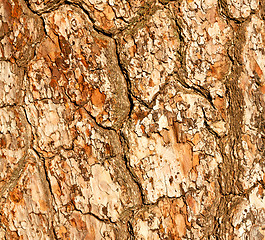 Image showing barck in the abstract close up of a tree color and texture