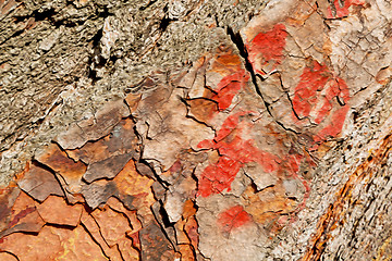 Image showing barck in the abstract close up of a tree color and texture