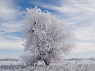 Image showing White Tree