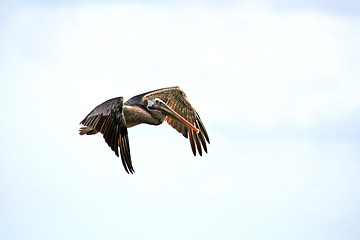 Image showing Flying Pelican