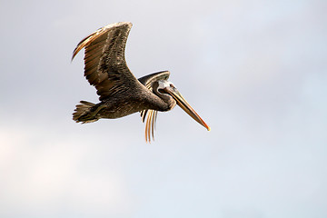 Image showing Flying Pelican