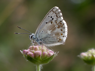 Image showing Butterfly (Lysandra Coridon)