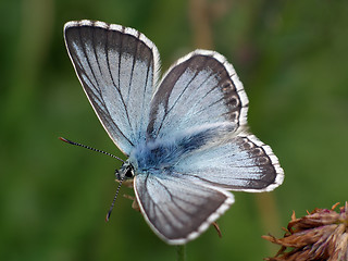 Image showing Butterfly