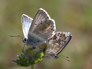 Image showing Butterfly (Lysandra coridon)