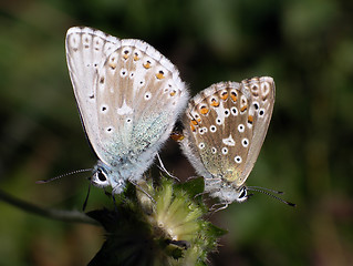 Image showing Butterfly (Lyssandra Coridon)