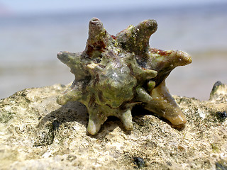 Image showing Shell